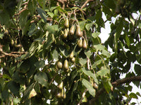 Thumbnail for Pear Pods