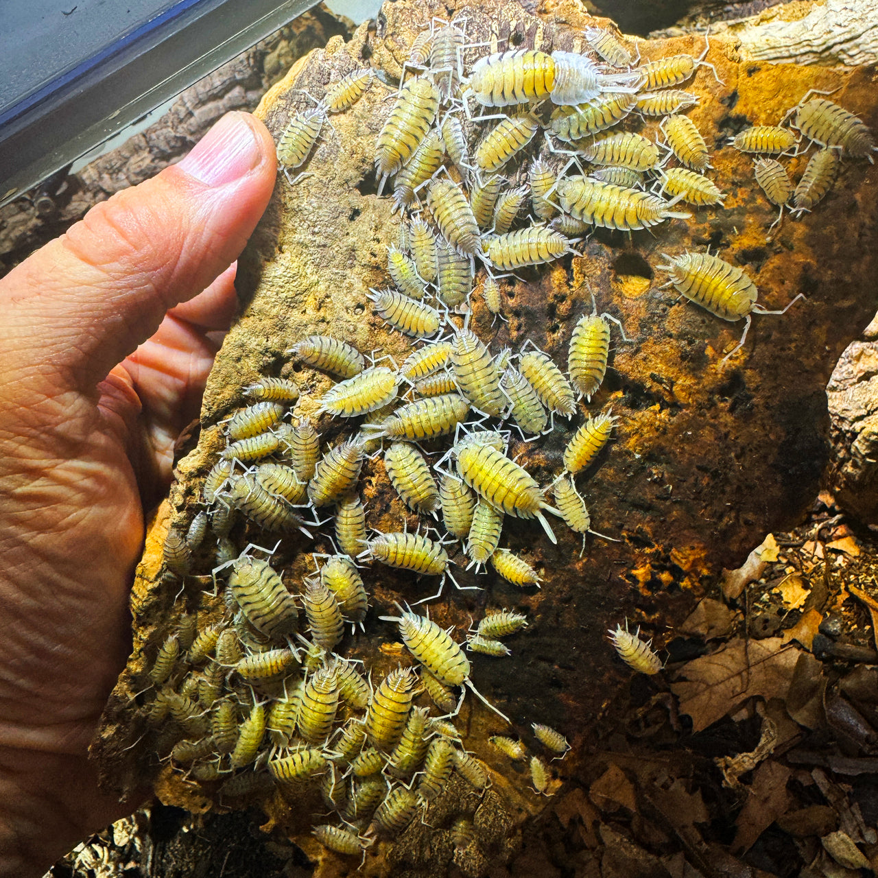 Porcellio Bolivari