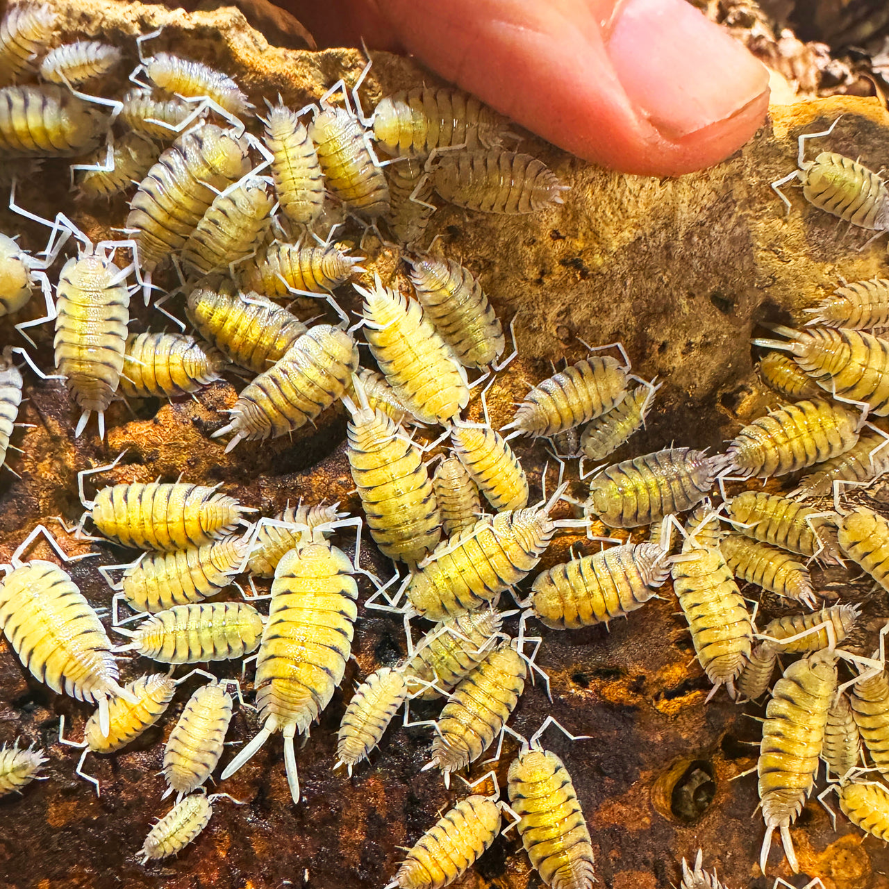 Porcellio Bolivari