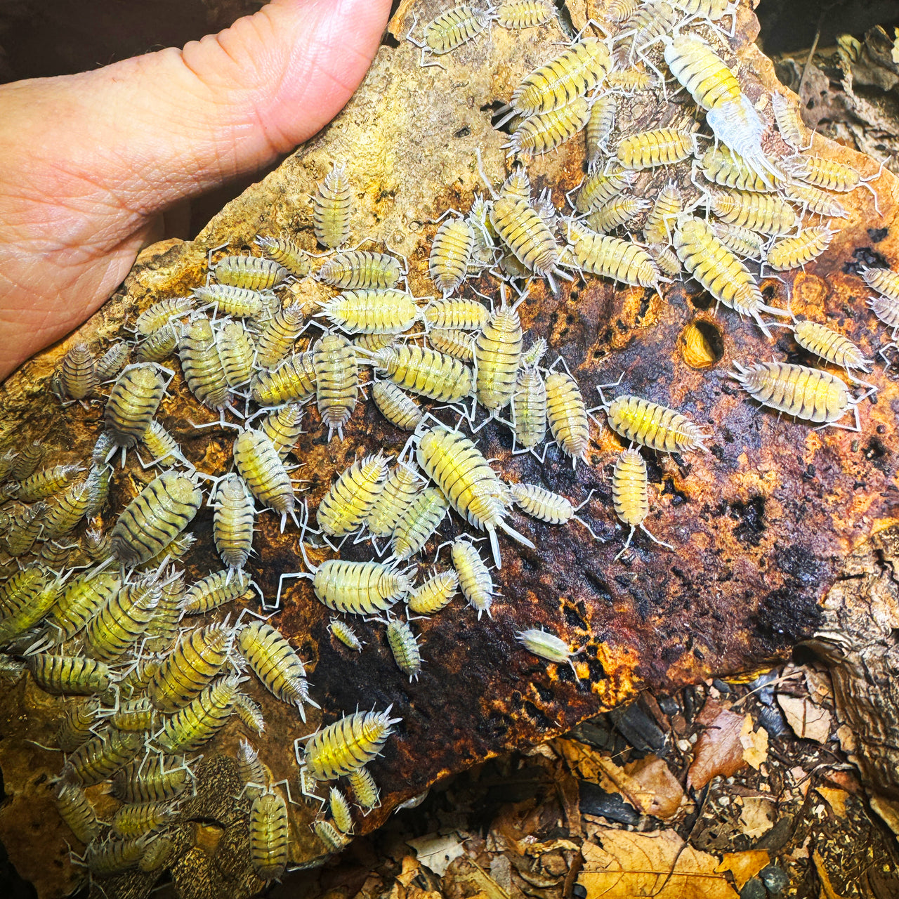 Porcellio Bolivari