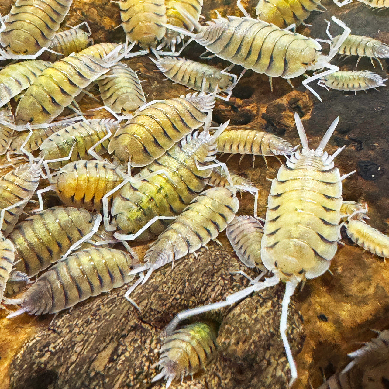 Porcellio Bolivari