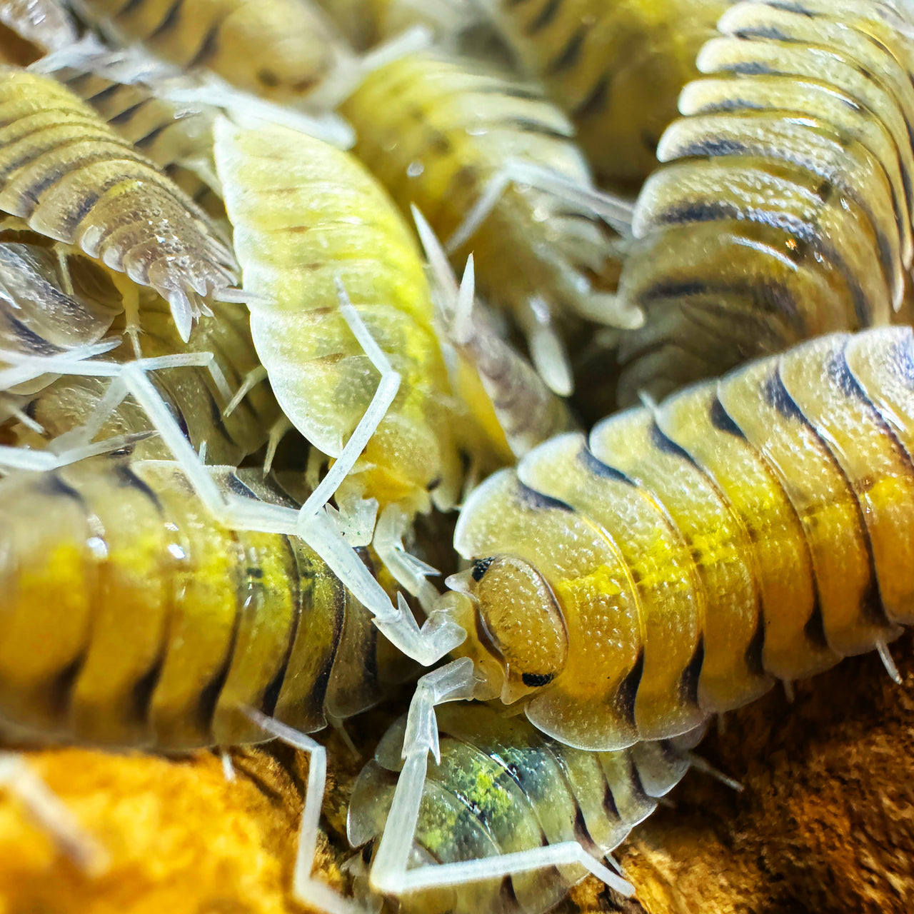 Porcellio Bolivari