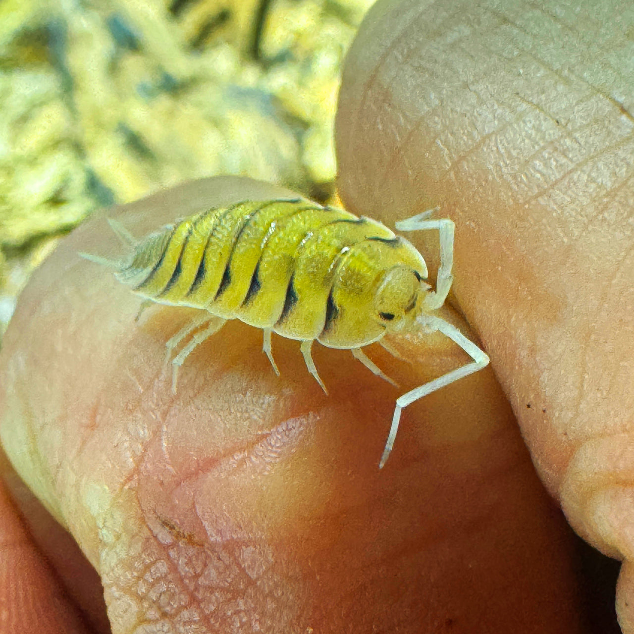 Porcellio Bolivari