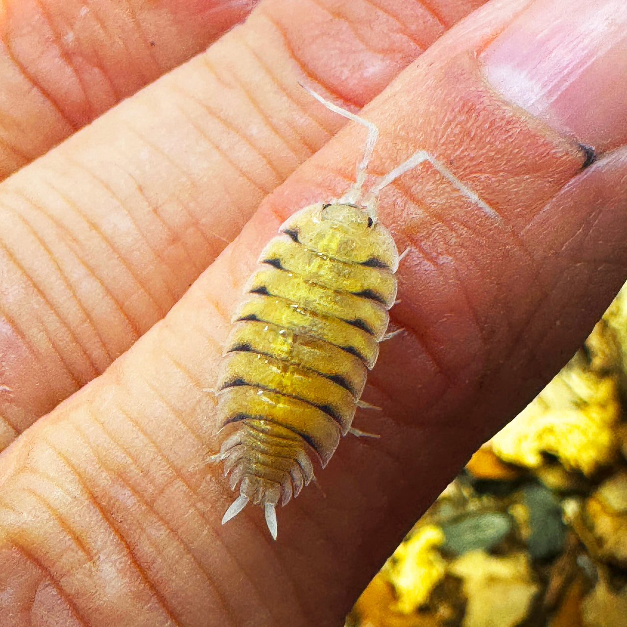 Porcellio Bolivari