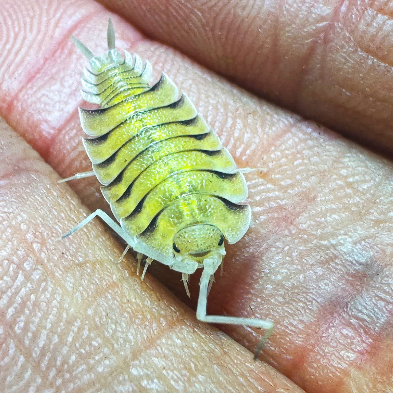 Porcellio Bolivari