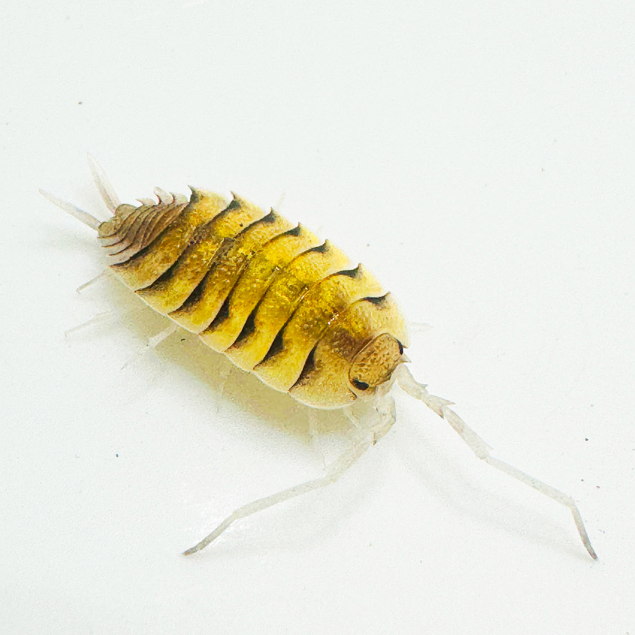 Porcellio Bolivari