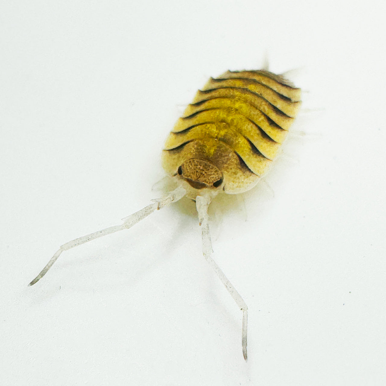 Porcellio Bolivari