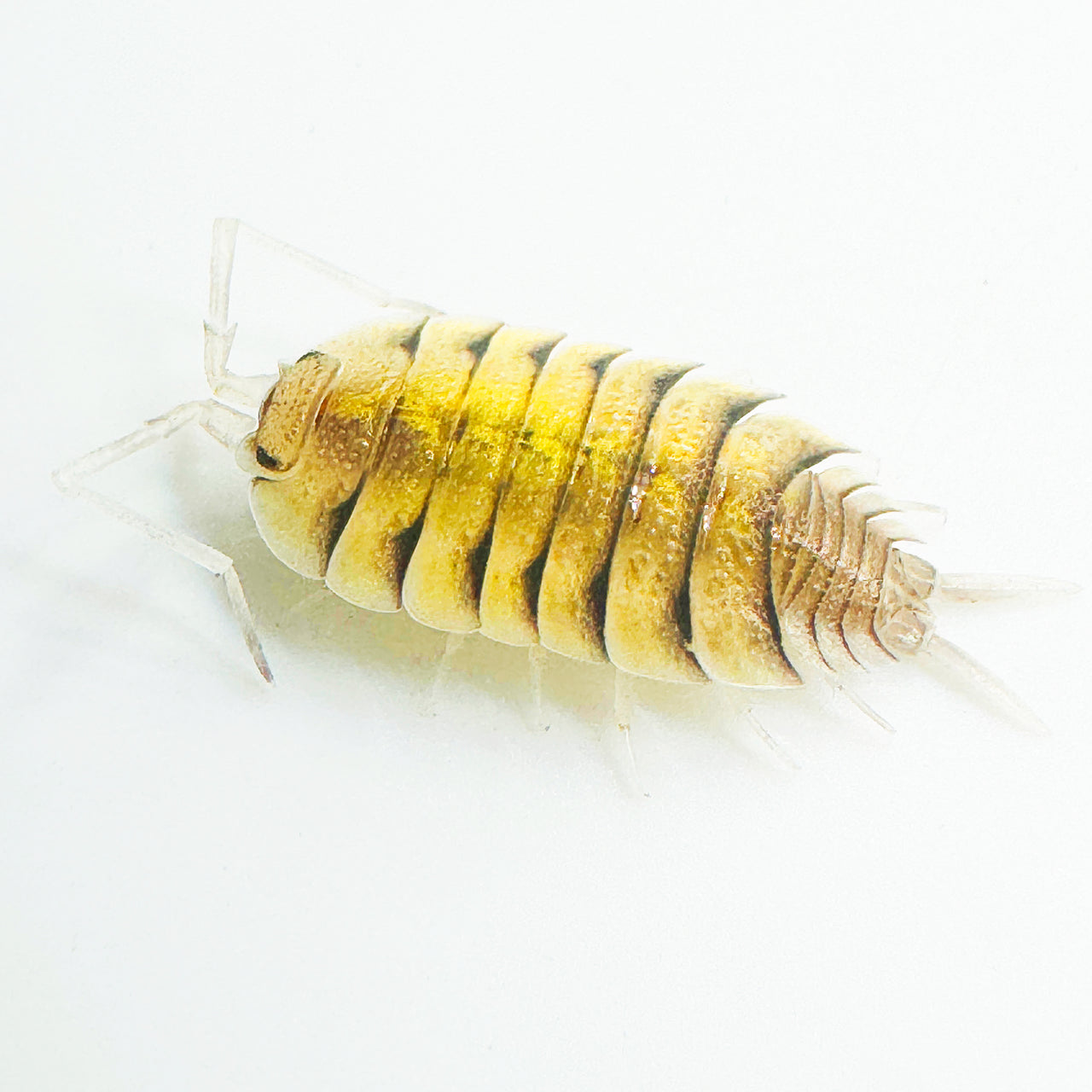 Porcellio Bolivari