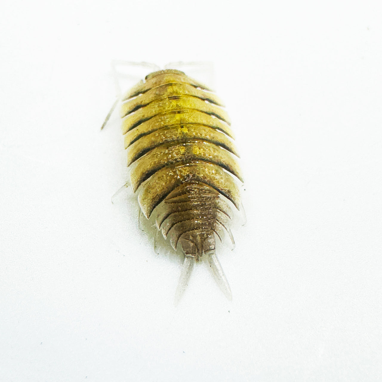 Porcellio Bolivari