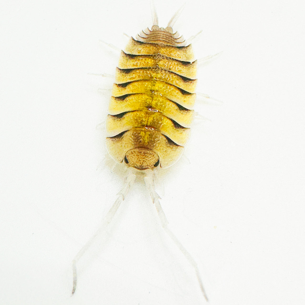 Porcellio Bolivari