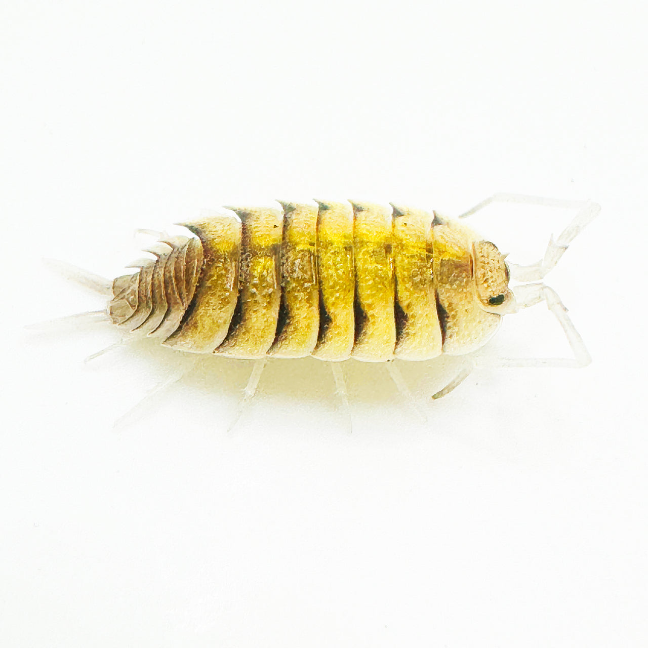 Porcellio Bolivari