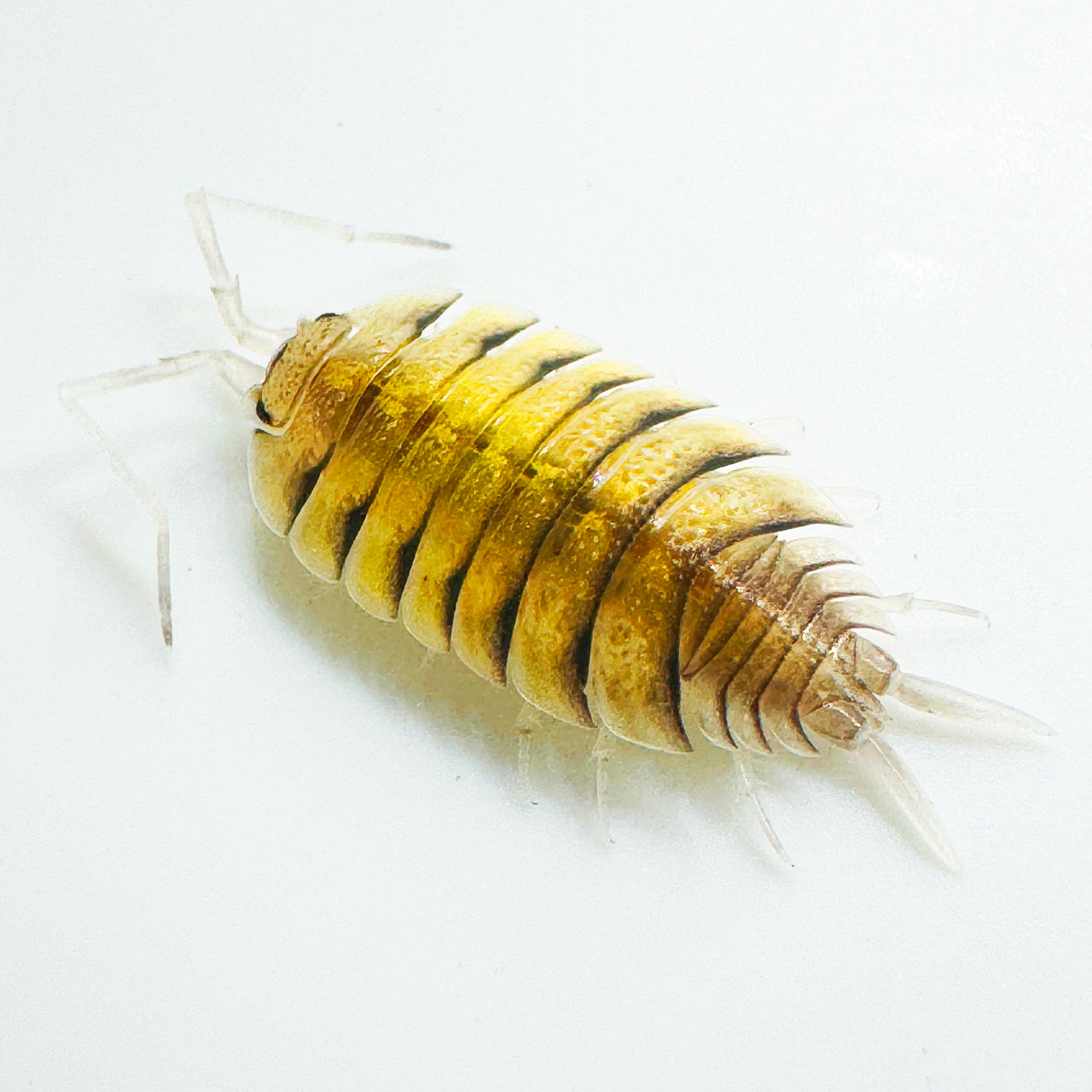 Porcellio Bolivari