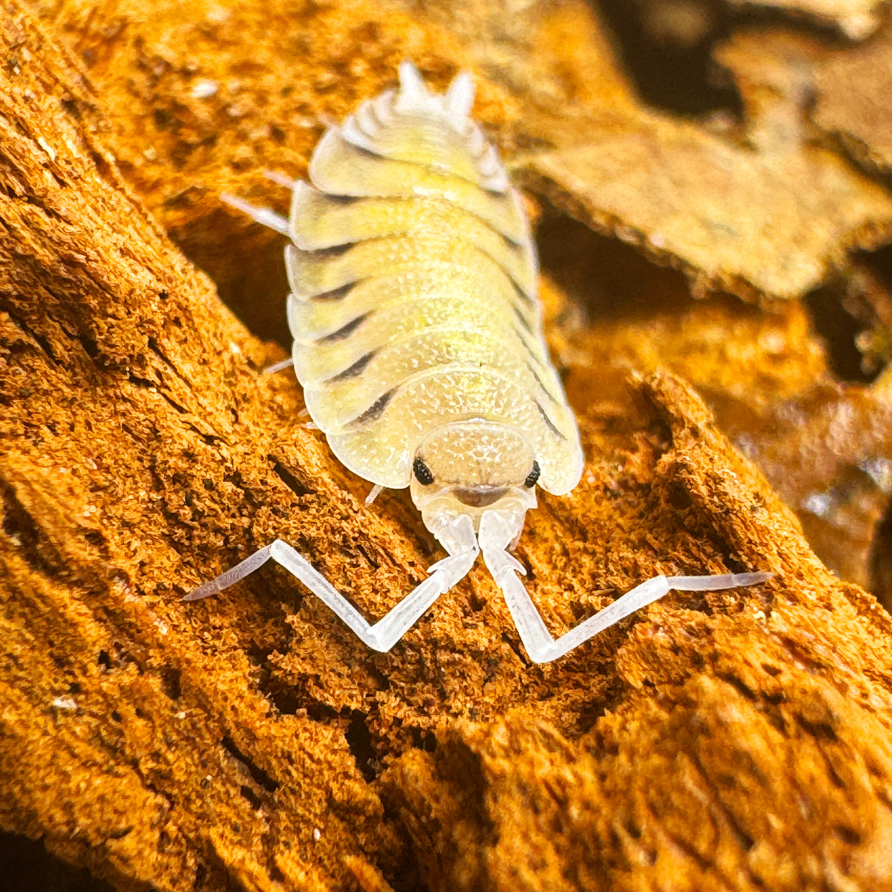 Porcellio Bolivari