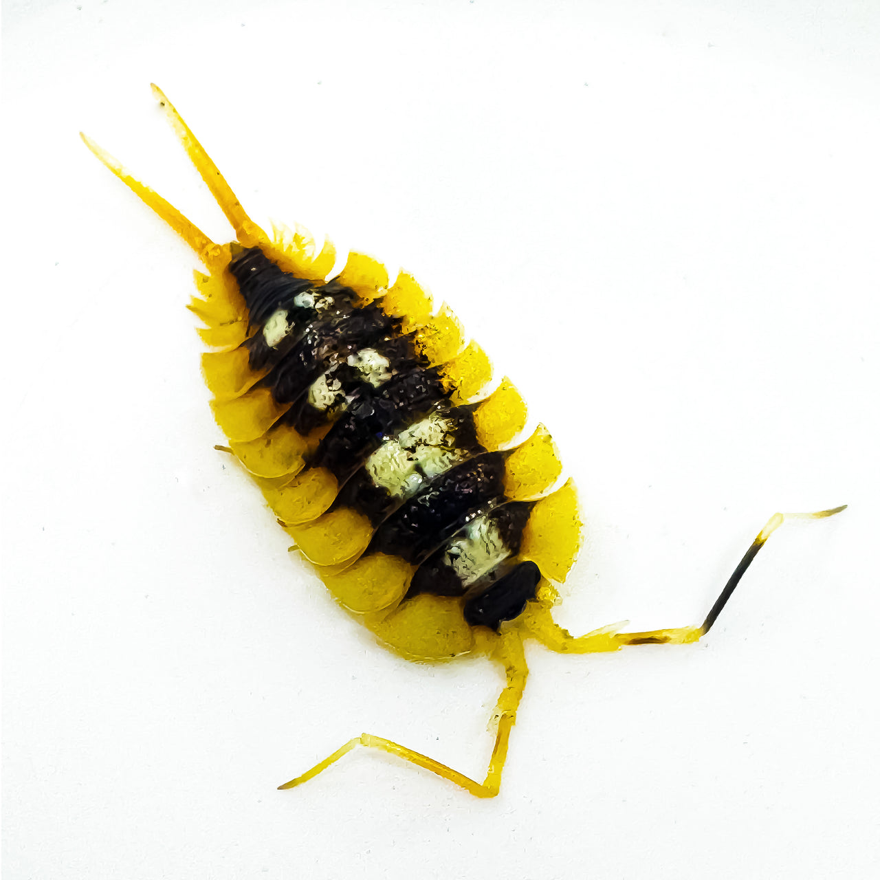Porcellio Expansus "Orange"