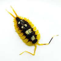 Thumbnail for Porcellio Expansus 