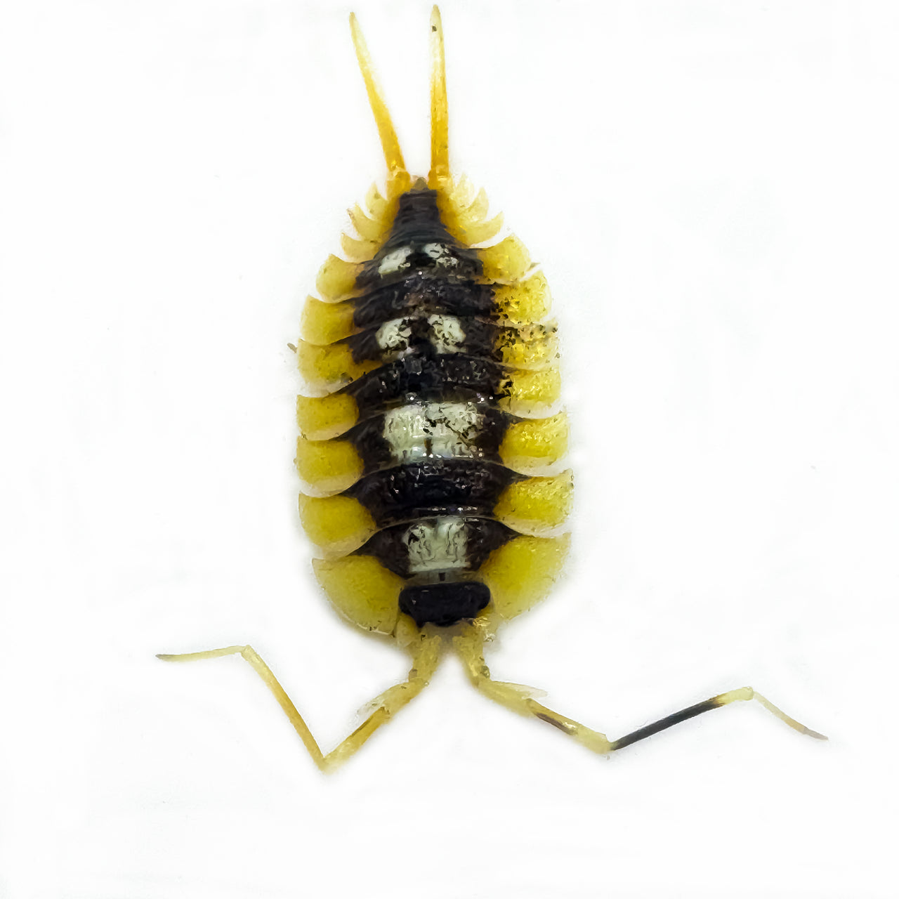 Porcellio Expansus "Orange"