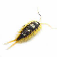 Thumbnail for Porcellio Expansus 
