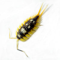 Thumbnail for Porcellio Expansus 