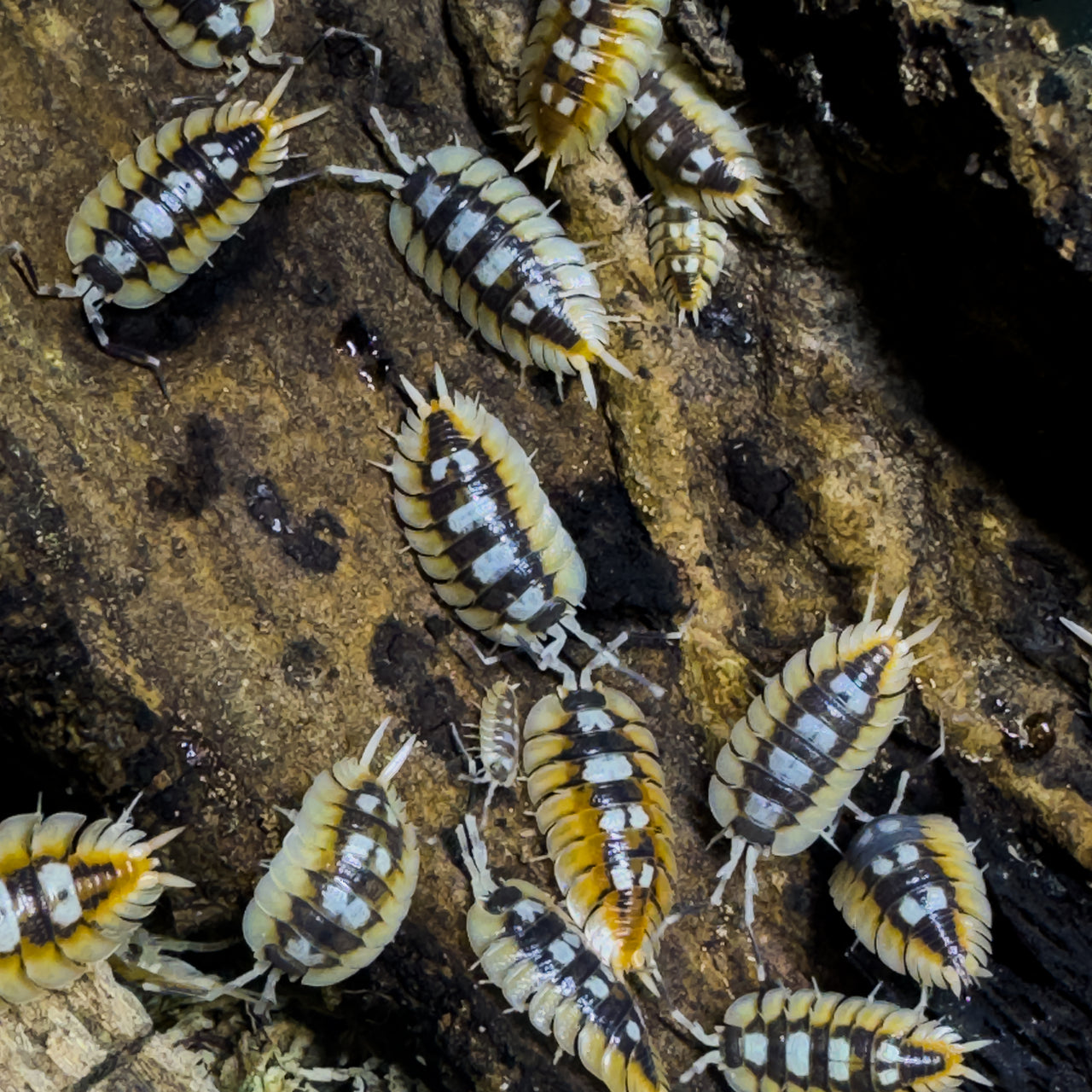 Porcellio Expansus "Orange"