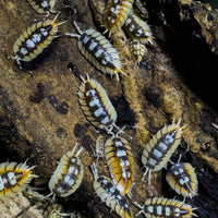 Thumbnail for Porcellio Expansus 