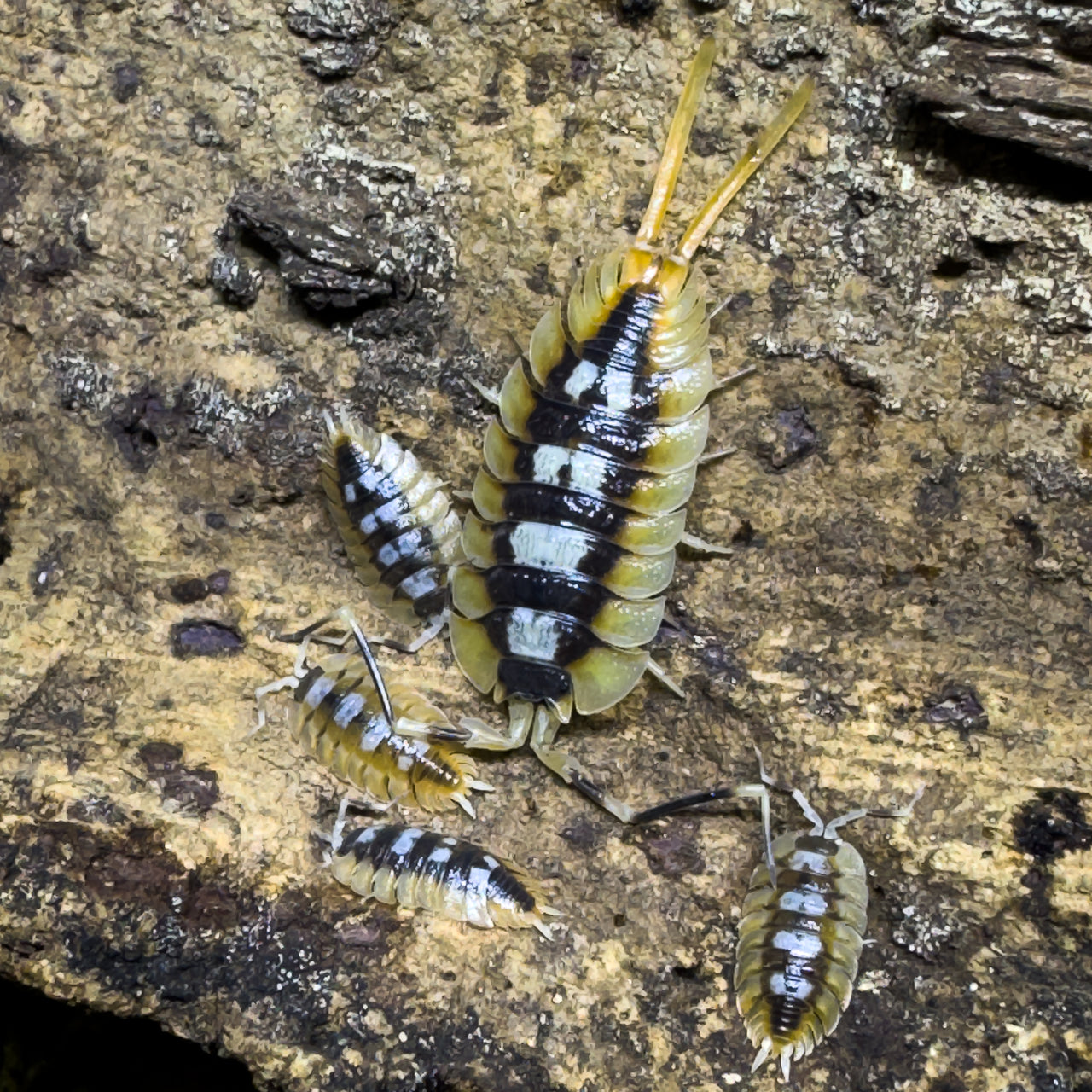 Porcellio Expansus "Orange"