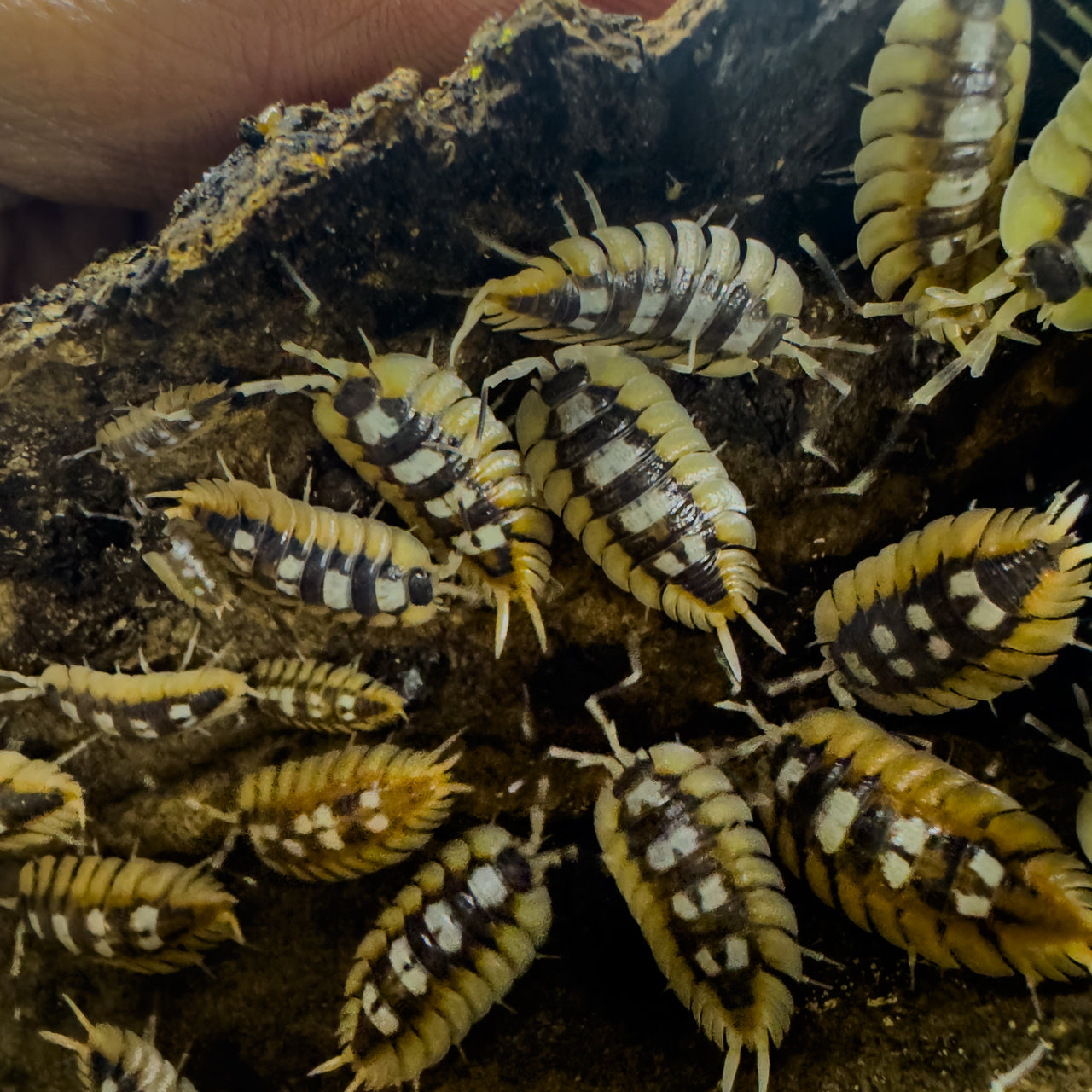 Porcellio Expansus "Orange"