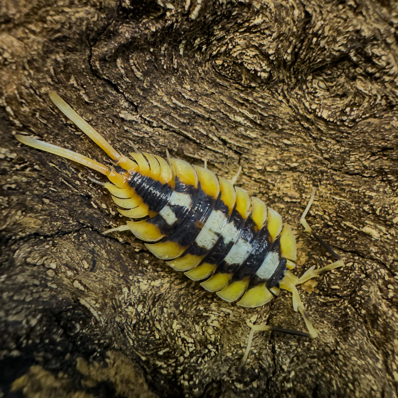 Porcellio Expansus "Orange"