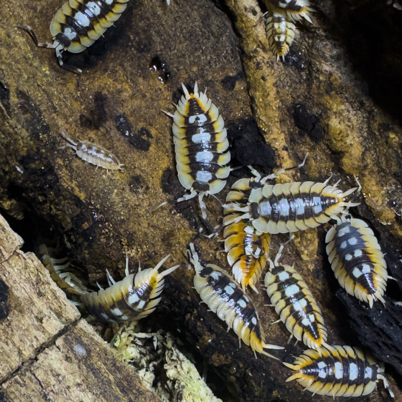 Porcellio Expansus "Orange"