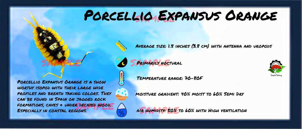 Porcellio Expansus Orange Isopod Bin Label