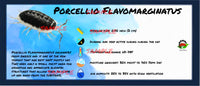 Thumbnail for Porcellio Flavomarginatus Isopod Bin Label