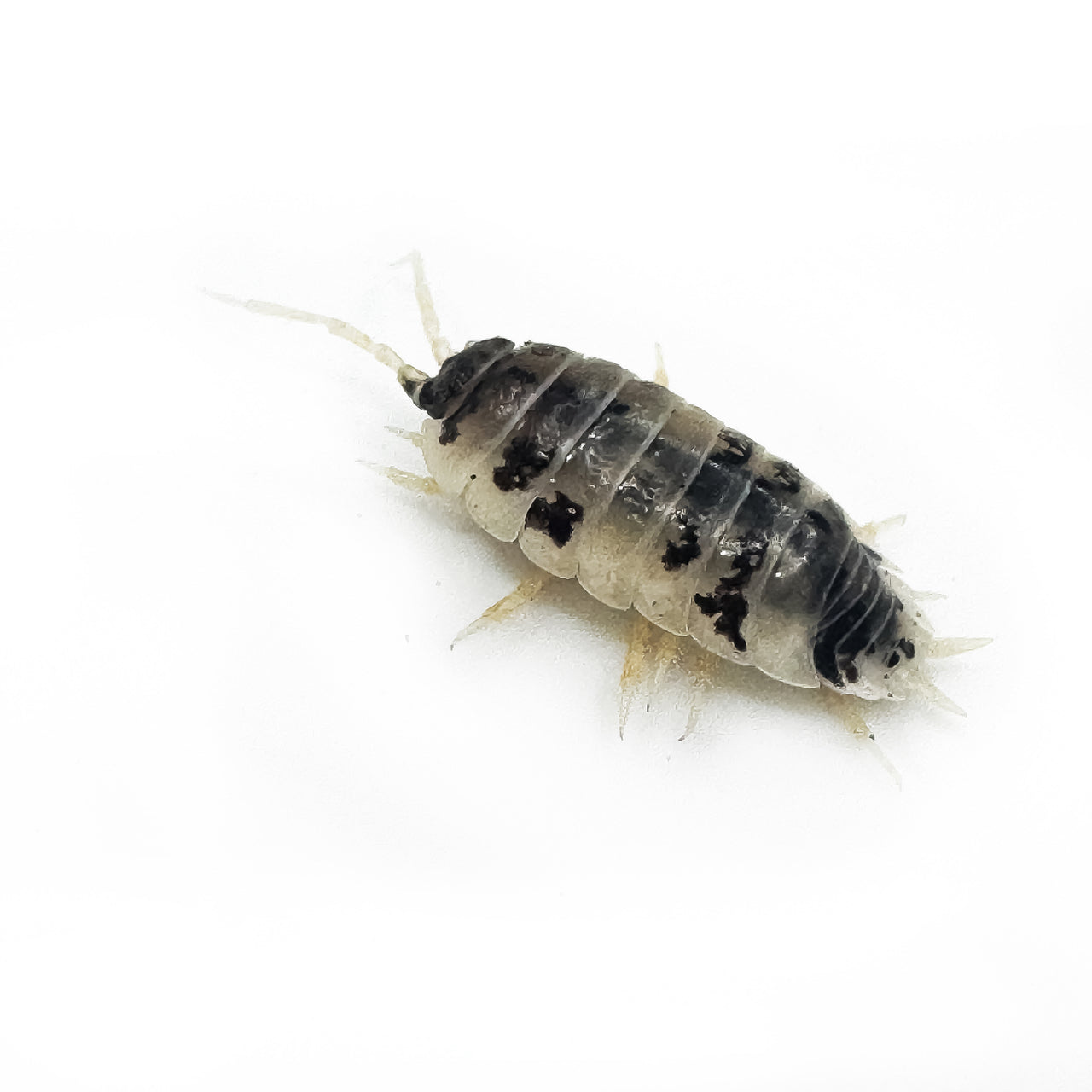 Porcellio Laevis Dairy Cow
