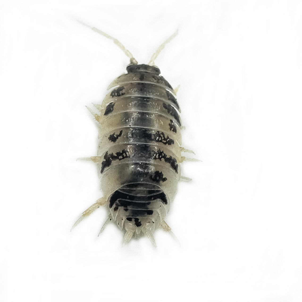 Porcellio Laevis Dairy Cow