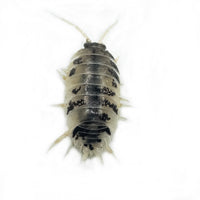 Thumbnail for Porcellio Laevis Dairy Cow