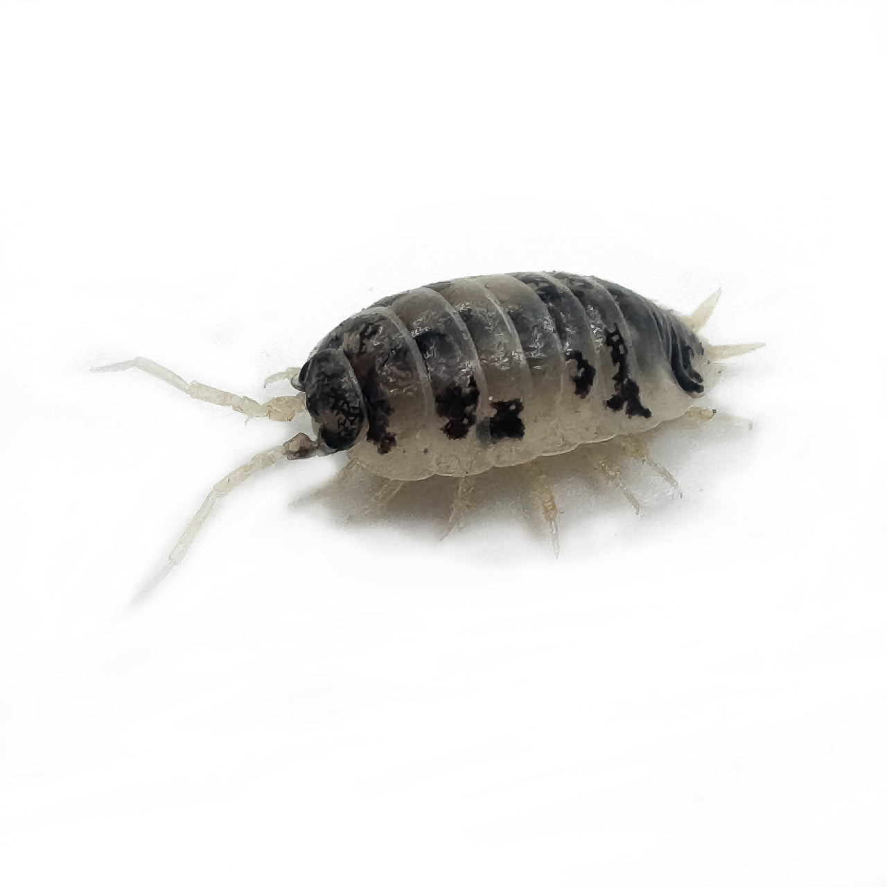 Porcellio Laevis Dairy Cow