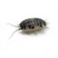 Thumbnail for Porcellio Laevis Dairy Cow
