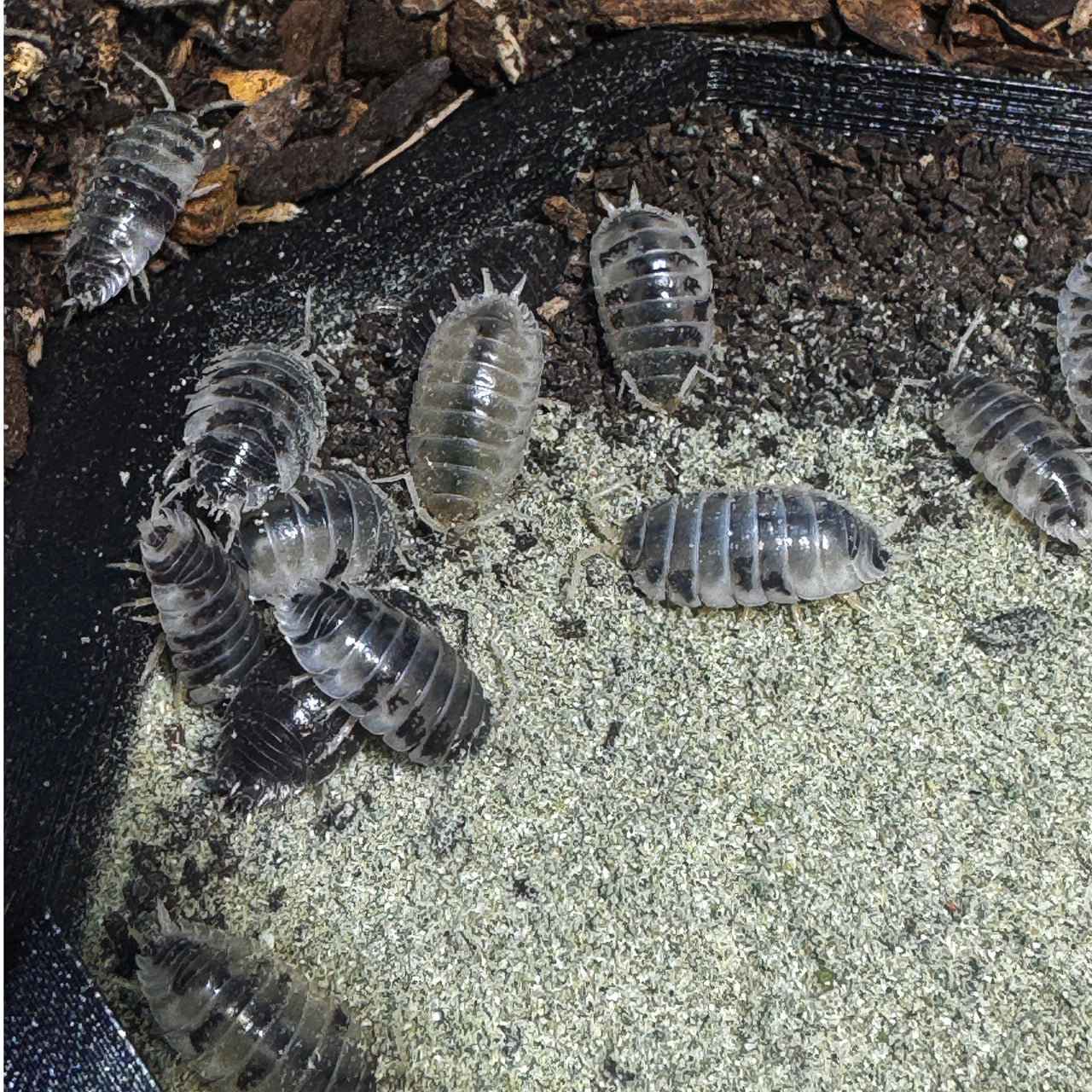 Porcellio Laevis Dairy Cow
