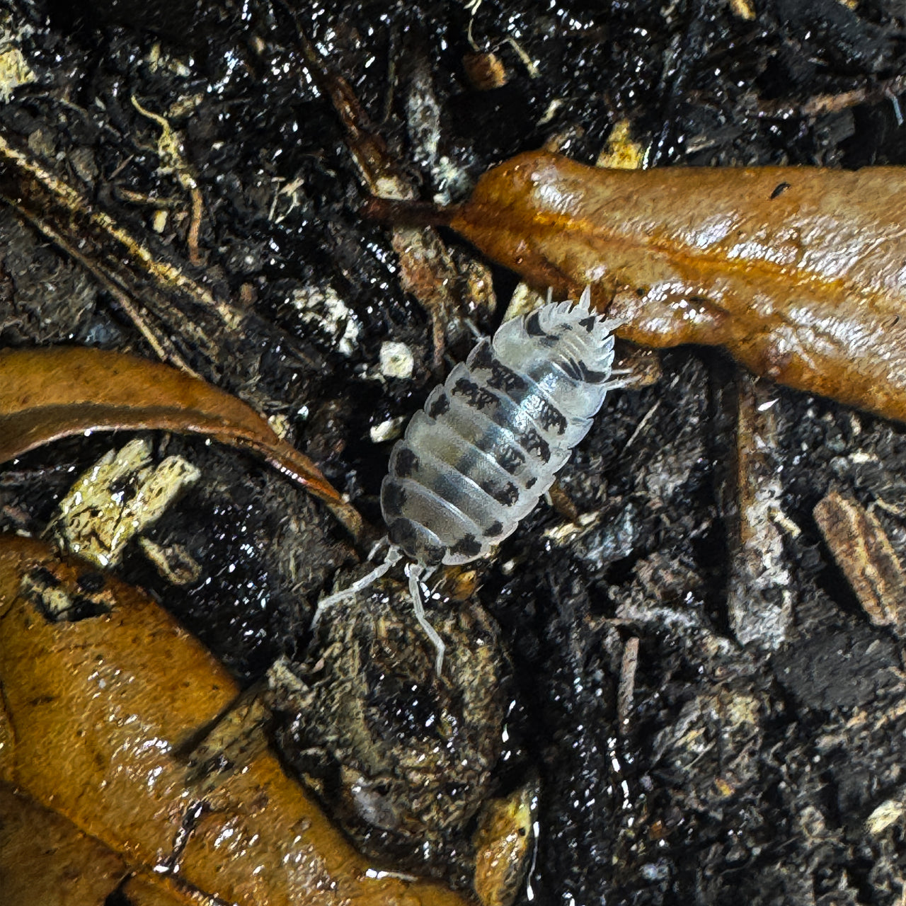 Porcellio Laevis Dairy Cow