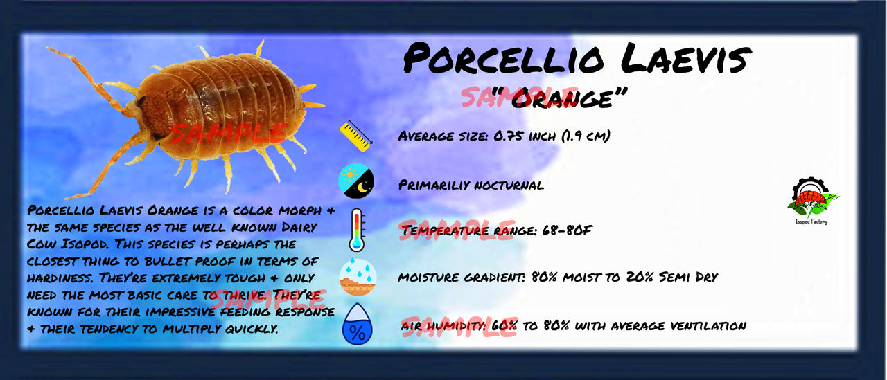 Porcellio Laevis Orange Isopod Bin Label