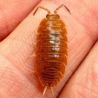 Thumbnail for Porcellio Laevis Orange