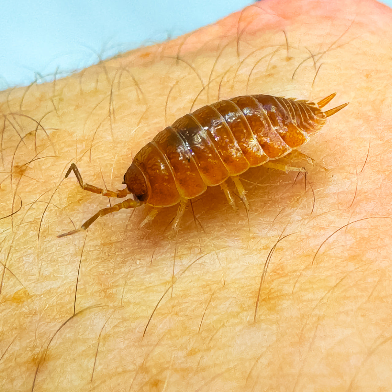 Porcellio Laevis Orange
