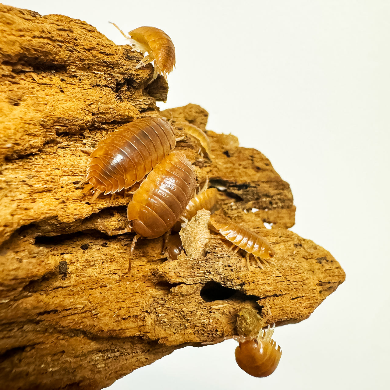 Porcellio Laevis Orange