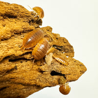 Thumbnail for Porcellio Laevis Orange