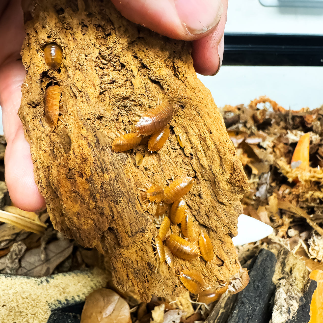 Porcellio Laevis Orange