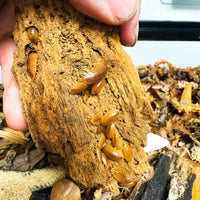 Thumbnail for Porcellio Laevis Orange