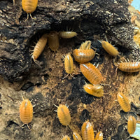 Thumbnail for Porcellio Laevis Orange