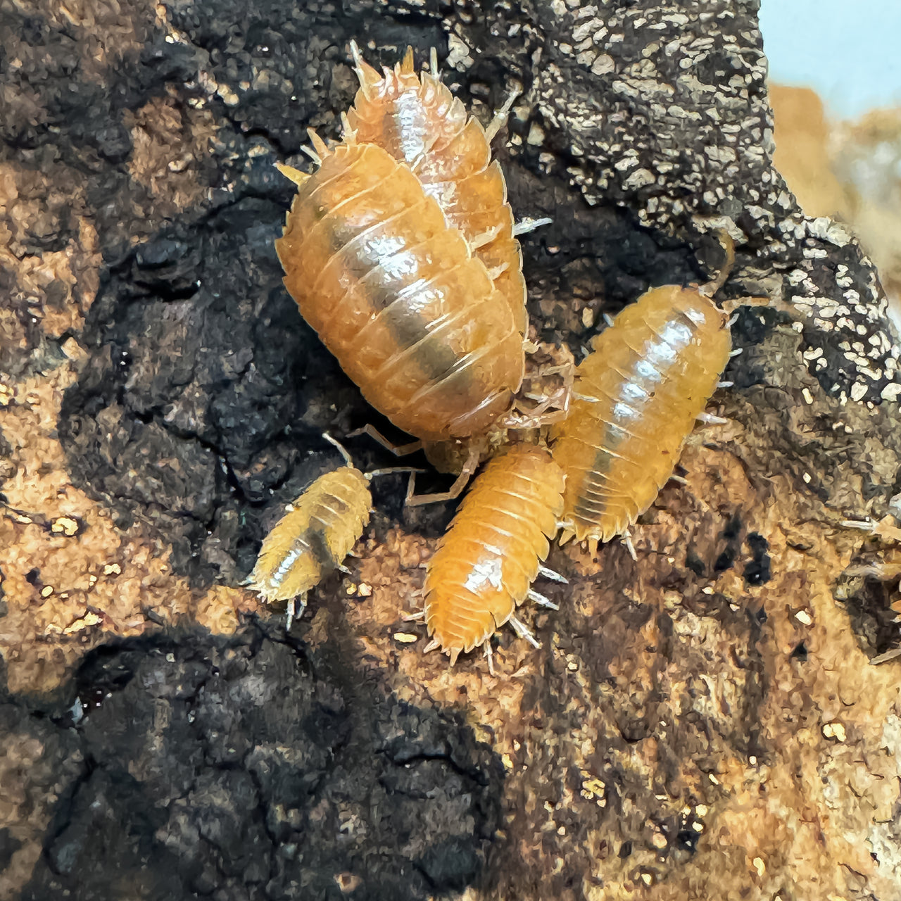 Porcellio Laevis Orange