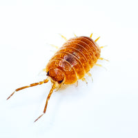Thumbnail for Porcellio Laevis Orange