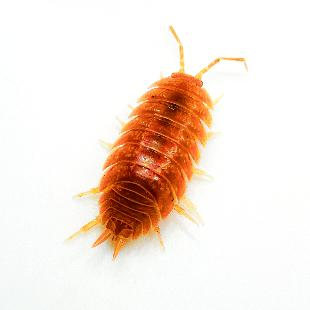 Porcellio Laevis Orange