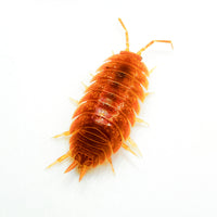 Thumbnail for Porcellio Laevis Orange