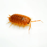 Thumbnail for Porcellio Laevis Orange
